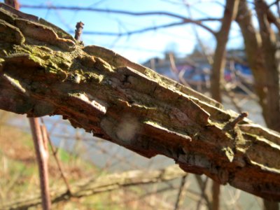 20140224Acer_campestre