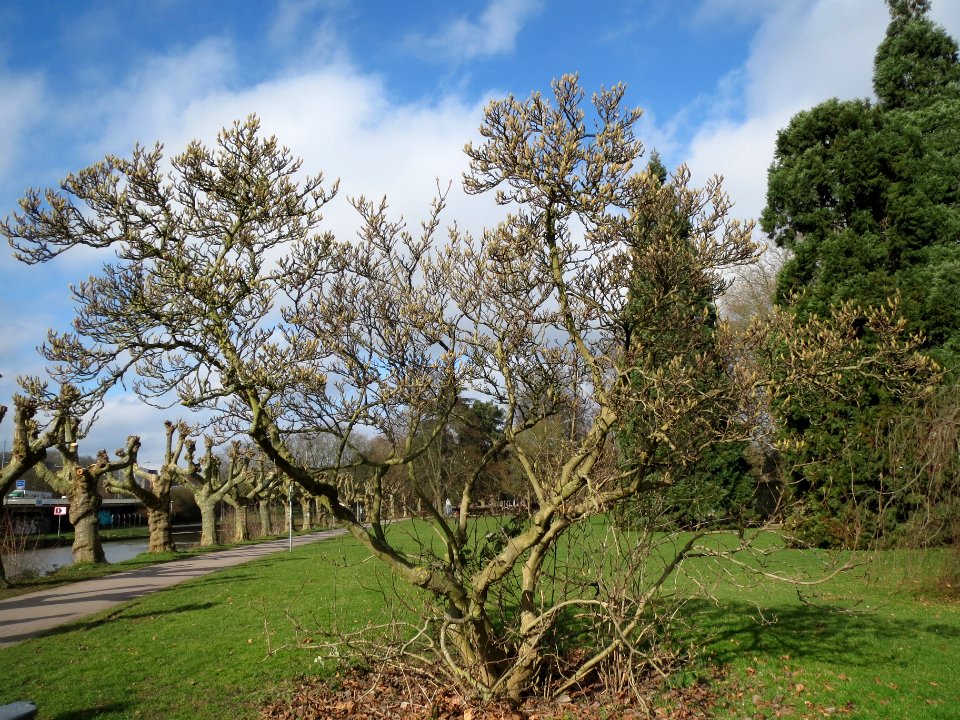 20140220Magnolia_×_soulangeana1