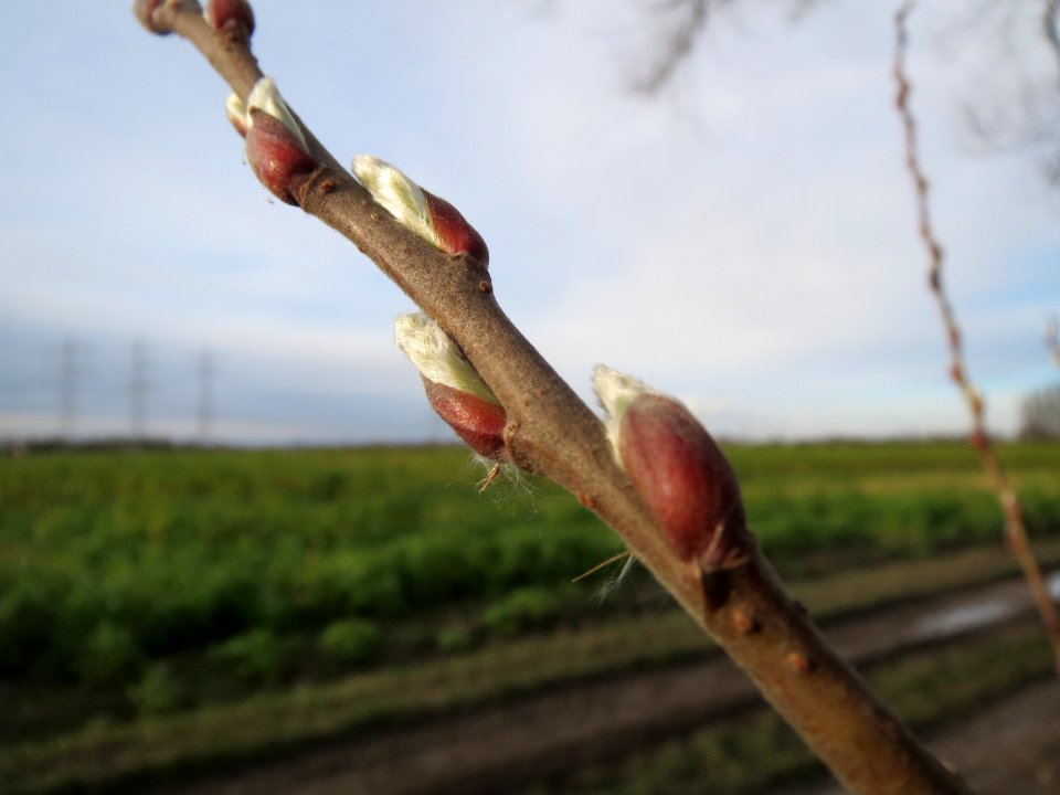 20140303Salix_alba5