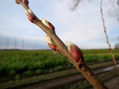 20140303Salix_alba5
