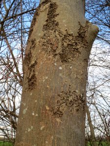 20140304Fraxinus_excelsior7