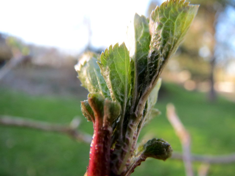 20140224Sambucus_nigra