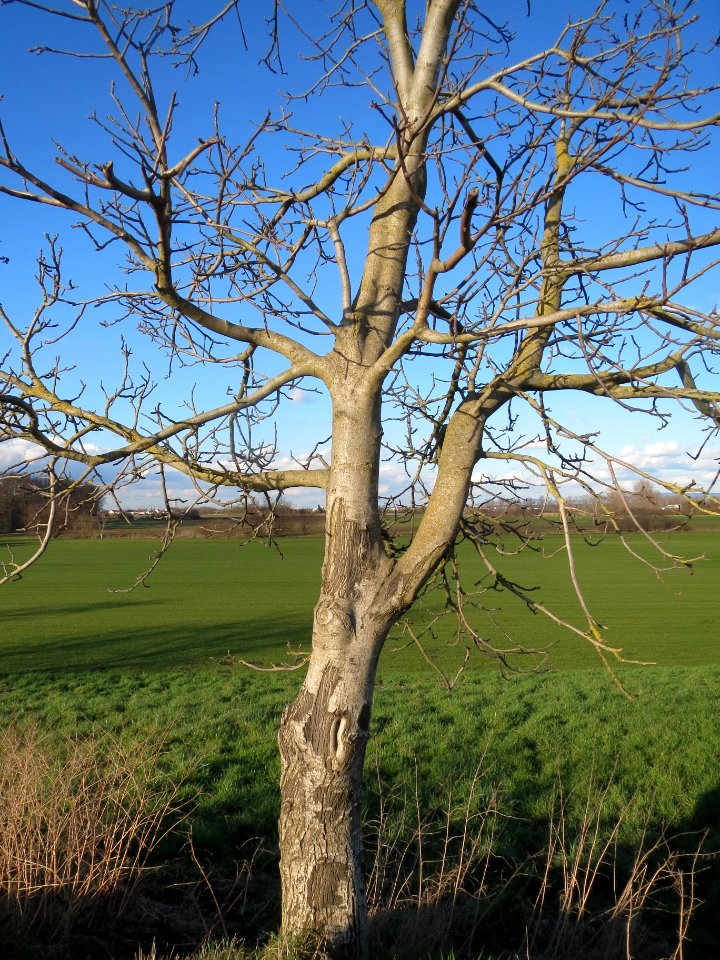 20140217Walnuss_Reilingen1