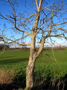 20140217Walnuss_Reilingen1