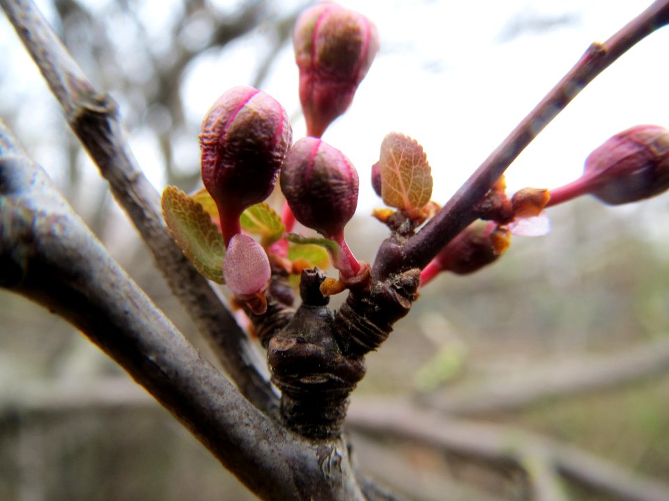 20140303Prunus_cerasifera_Hockenheim