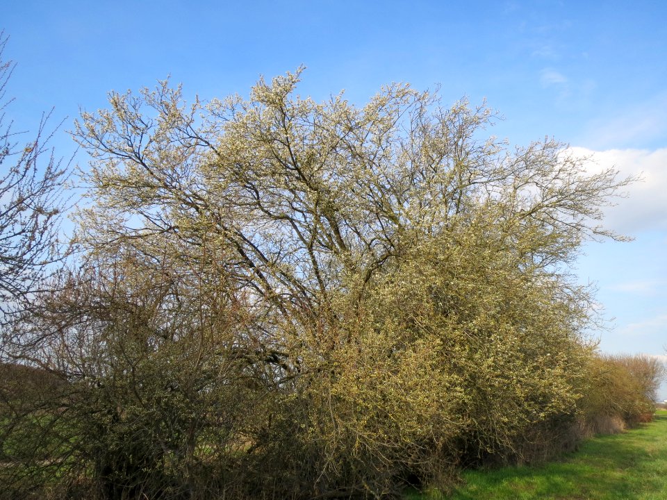 20140304Prunus_cerasifera_Horststuecker1