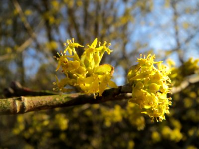 20140224Cornus_mas1