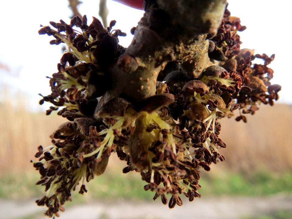 20140303Fraxinus_excelsior2