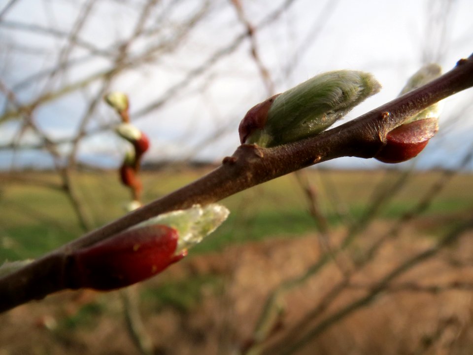 20140303Salix_alba3