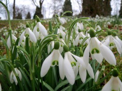 20140223Galanthus_nivalis1