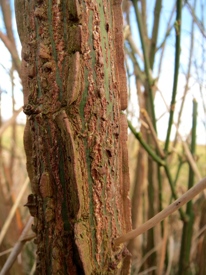 20140303Euonymus_europaeus2