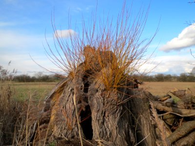 20140303Salix_alba1