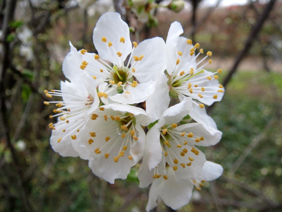 20140303Prunus_cerasifera_Hockenheim4