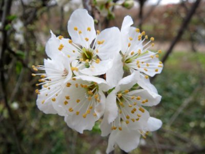 20140303Prunus_cerasifera_Hockenheim4
