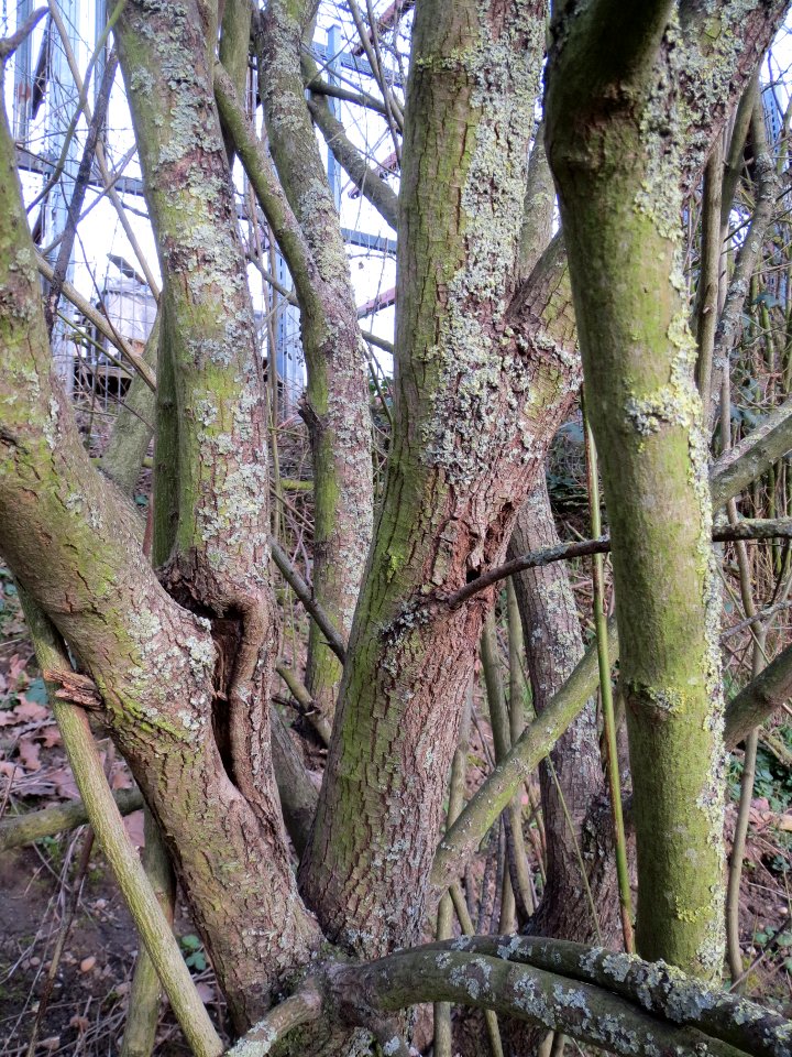 20140303Cornus_sanguinea2