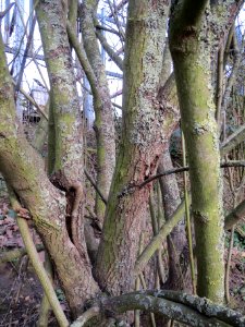 20140303Cornus_sanguinea2