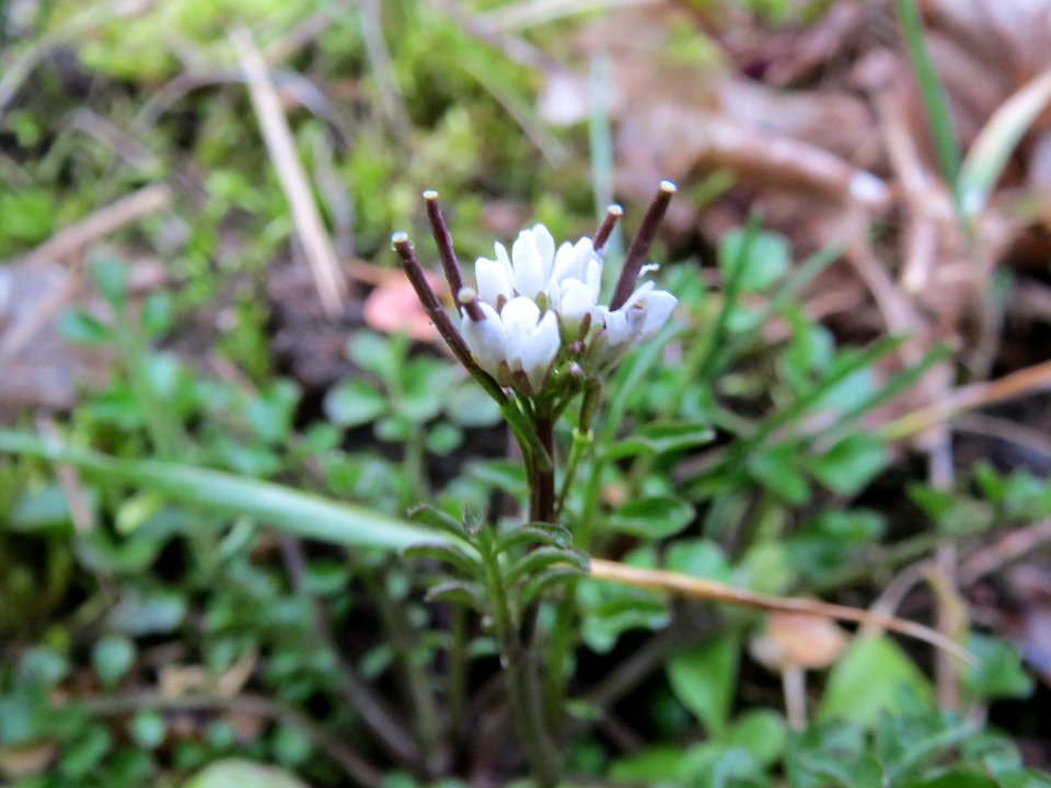 20140221Cardamine_hirsuta1