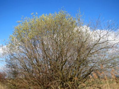 20140302Salix_caprea01
