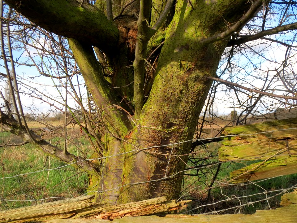 20140303Prunus_cerasifera_Hockenheimer_Rheinbogen2