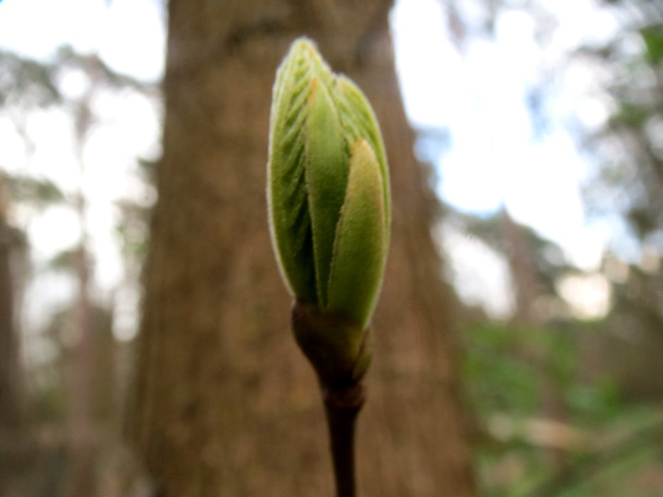 20140324Castanea_sativa3