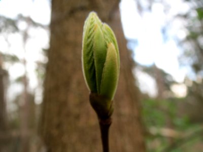 20140324Castanea_sativa3
