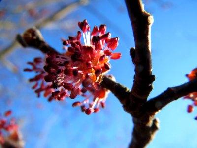 20140217Ulmus_minor14