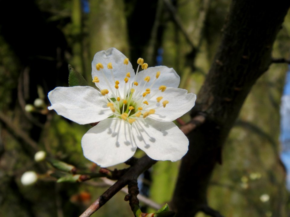 20140302Prunus_cerasifera_Hockenheimer_Rheinbogen3