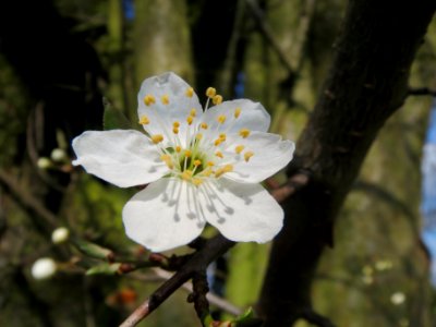 20140302Prunus_cerasifera_Hockenheimer_Rheinbogen3
