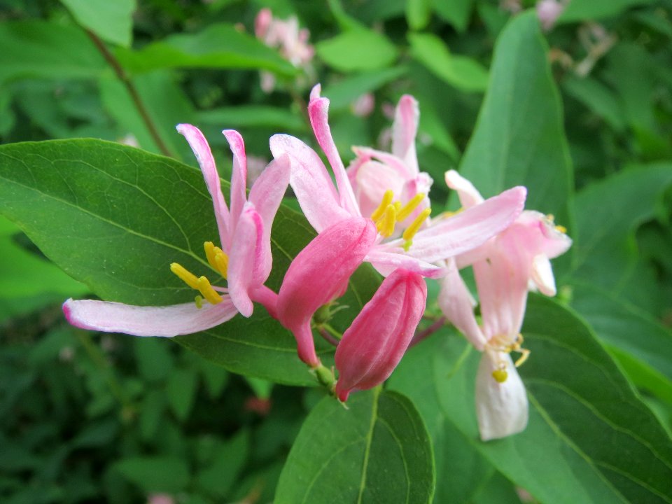 20140414Lonicera_tatarica2