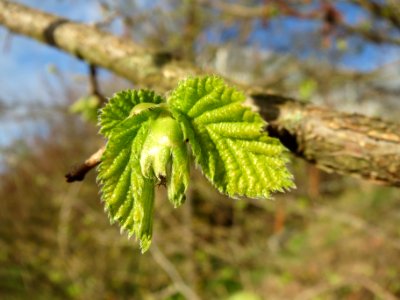 20140228Corylus_avellana5