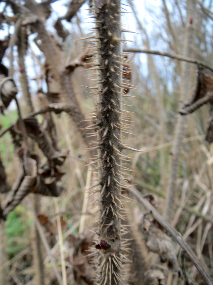20140301Rosa_rugosa6