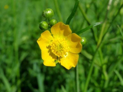 20140410Ranunculus_acris2