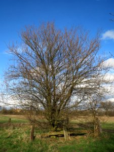 20140303Prunus_cerasifera_Hockenheimer_Rheinbogen1