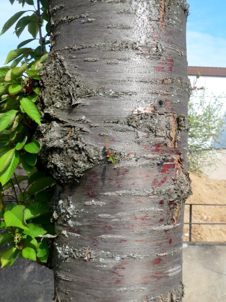 20140410Prunus_serrulata3