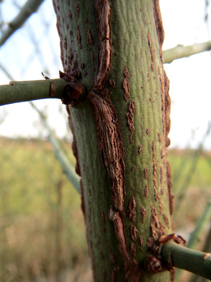 20140303Euonymus_europaeus3