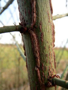 20140303Euonymus_europaeus3