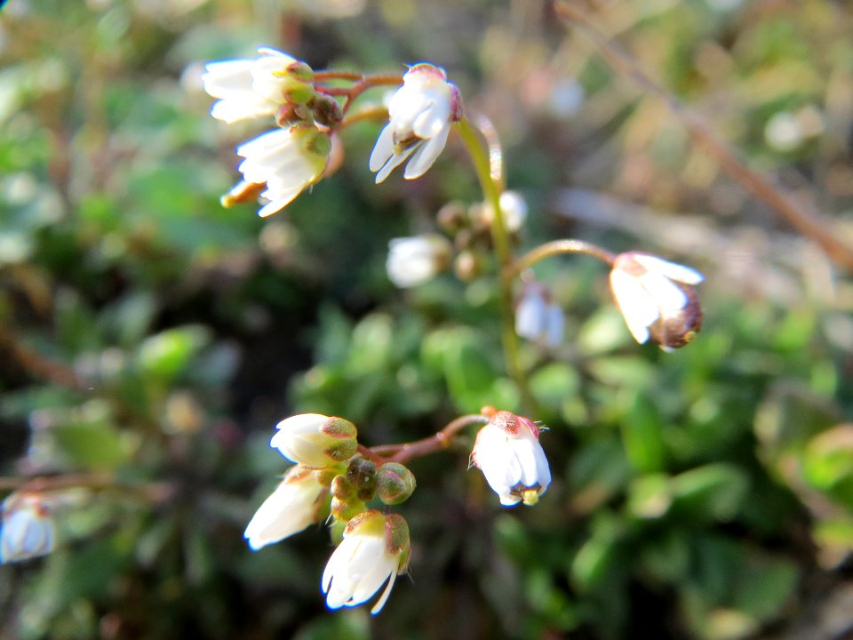20140228Draba_verna08
