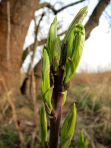 20140303Euonymus_europaeus6