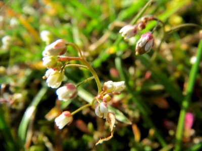 20140228Draba_verna05