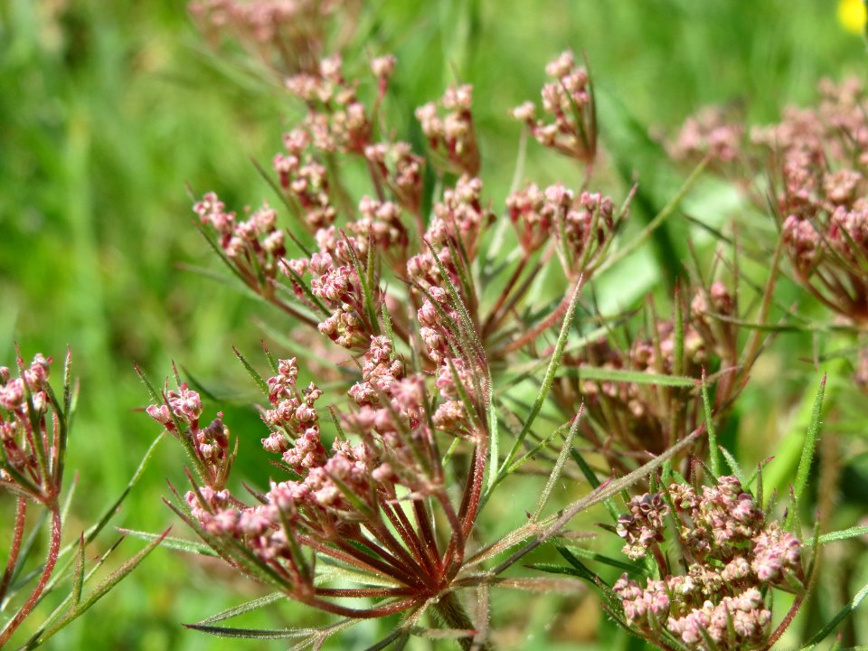 20140413Daucus_carota3