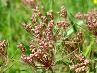 20140413Daucus_carota3