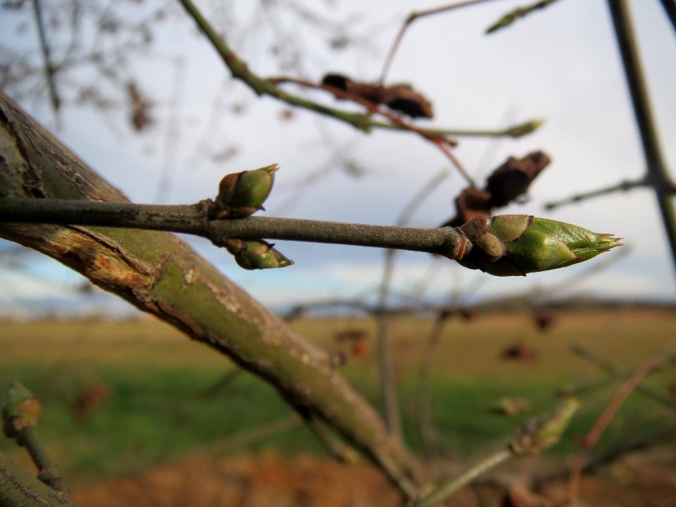 20140303Euonymus_europaeus5