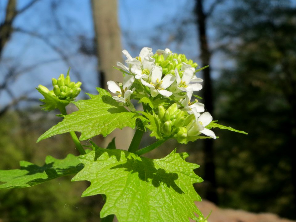20140413Alliaria_petiolata3
