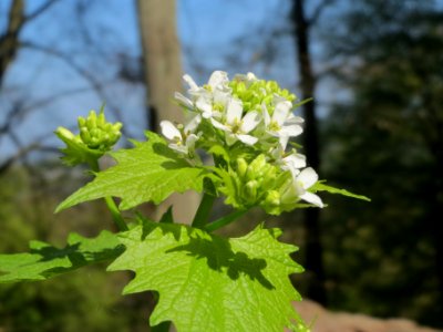20140413Alliaria_petiolata3