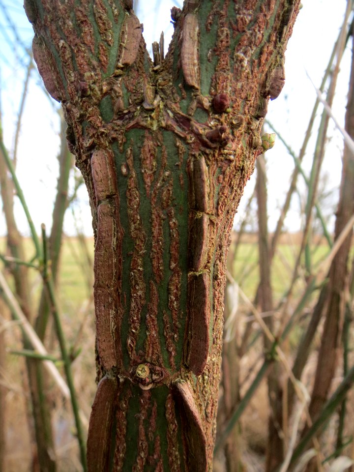 20140303Euonymus_europaeus1
