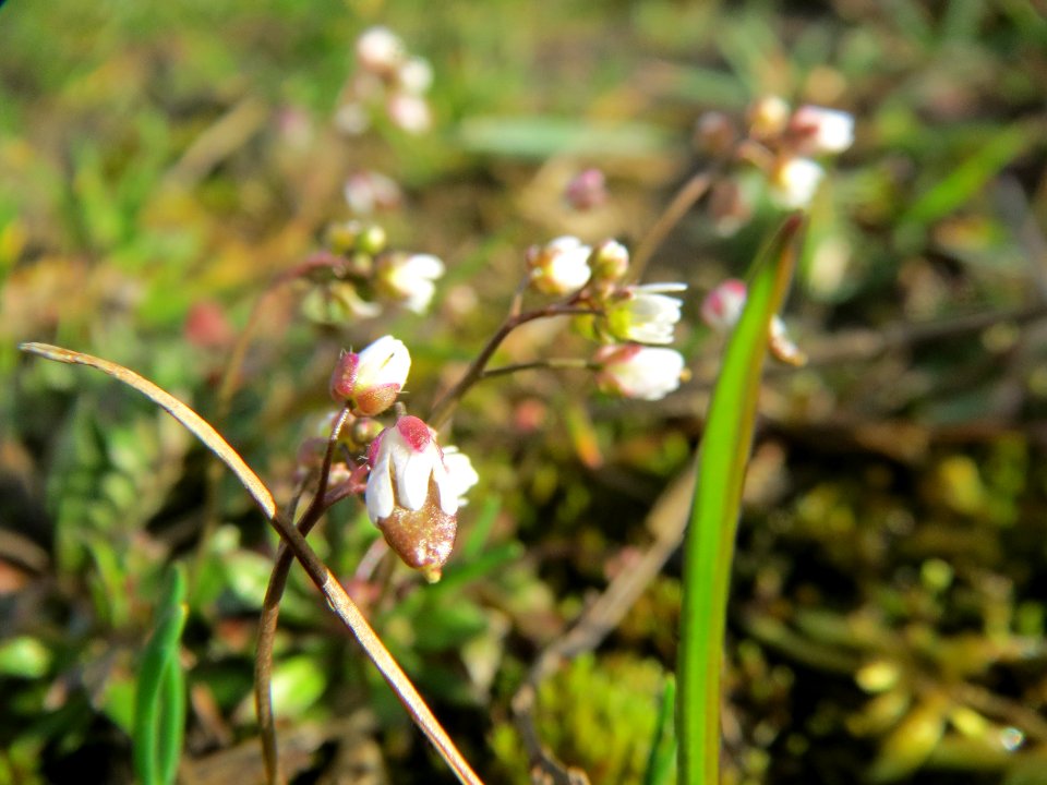 20140228Draba_verna06