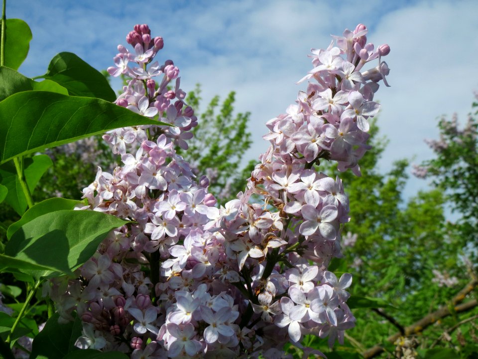 20140410Syringa_vulgaris2