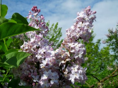 20140410Syringa_vulgaris2