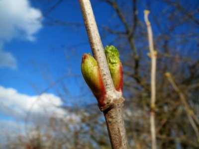 20140302Viburnum_opulus3