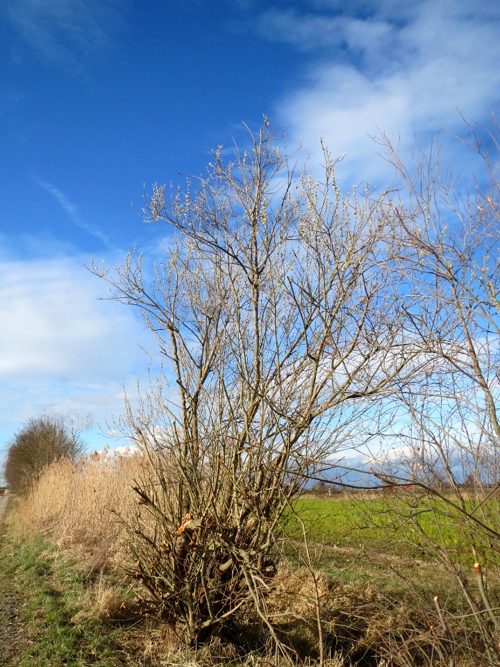 20140228Salix_caprea1